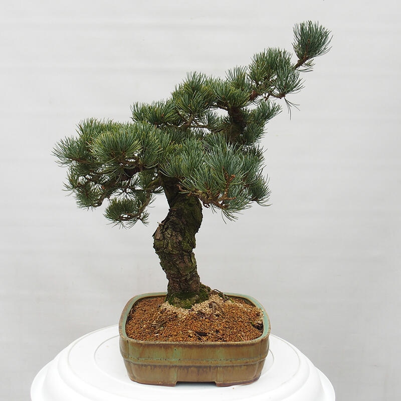 Bonsai voor buiten - Pinus parviflora - Pinus parviflora