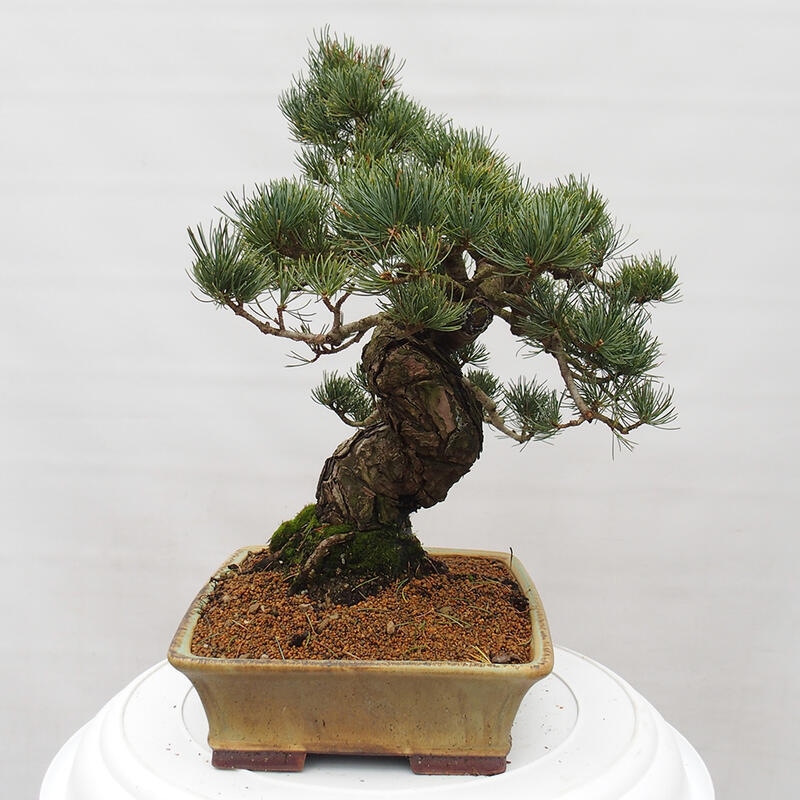 Bonsai voor buiten - Pinus parviflora - Pinus parviflora