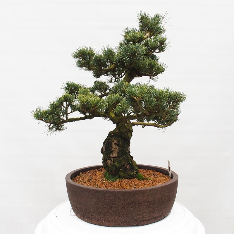 Bonsai voor buiten - Pinus parviflora - Pinus parviflora
