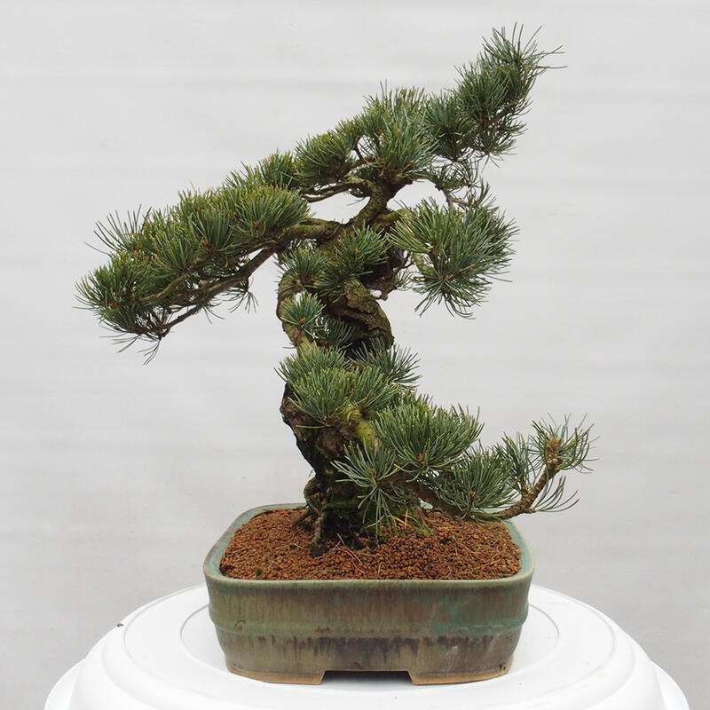 Bonsai voor buiten - Pinus parviflora - Pinus parviflora