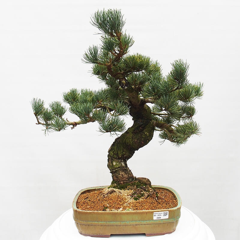 Bonsai voor buiten - Pinus parviflora - Pinus parviflora