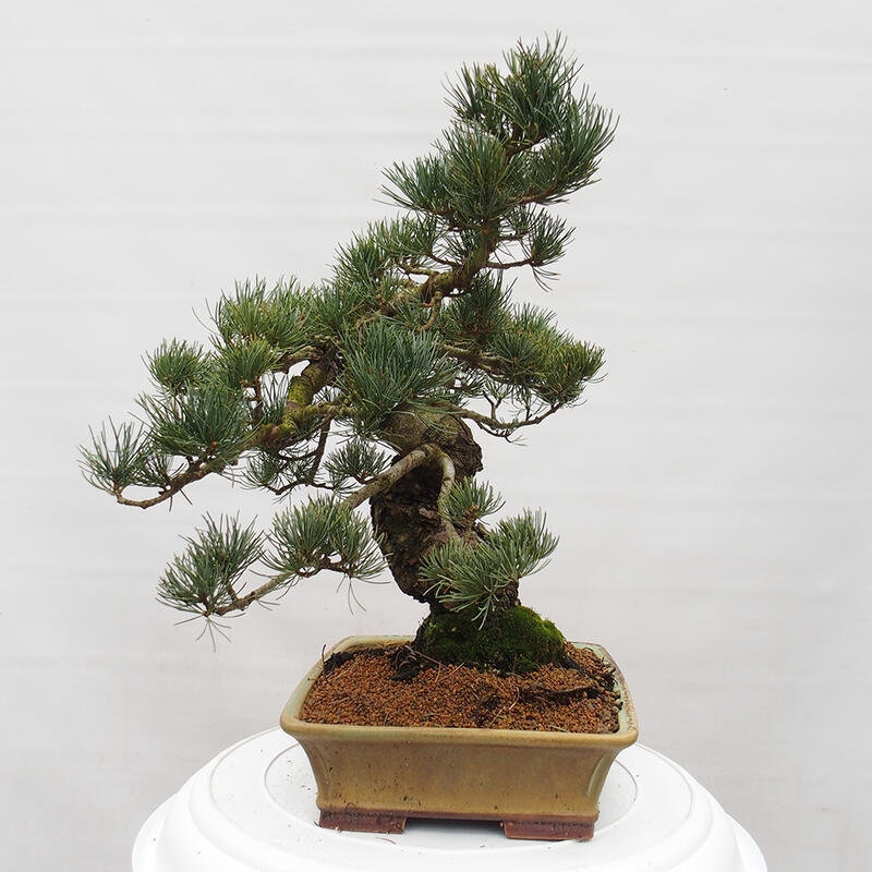 Bonsai voor buiten - Pinus parviflora - Pinus parviflora