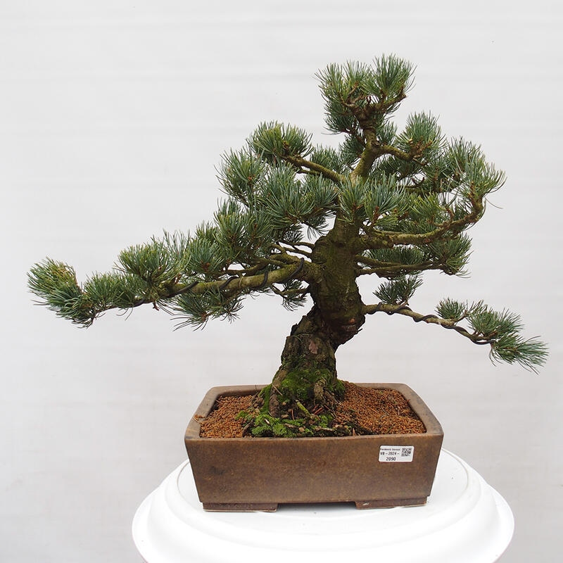 Bonsai voor buiten - Pinus parviflora - Pinus parviflora