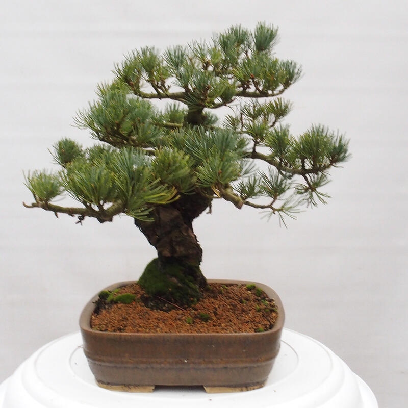 Bonsai voor buiten - Pinus parviflora - Pinus parviflora