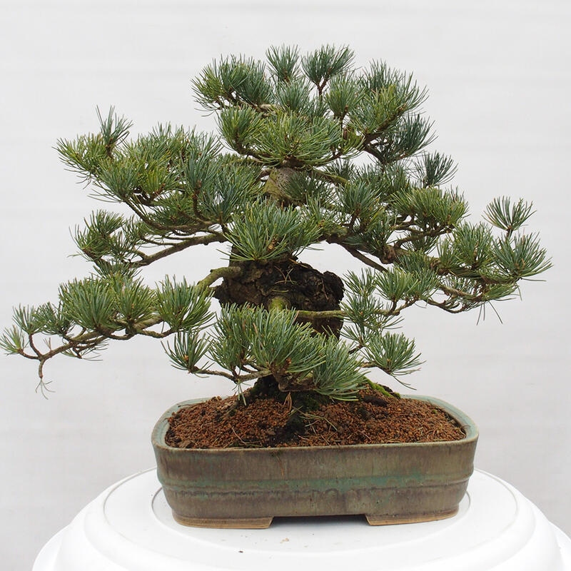Bonsai voor buiten - Pinus parviflora - Pinus parviflora