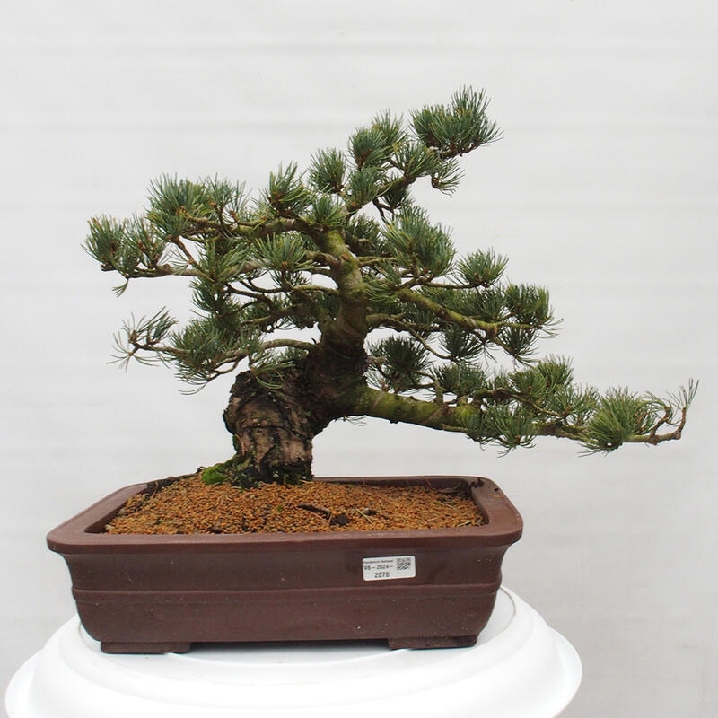 Bonsai voor buiten - Pinus parviflora - Pinus parviflora