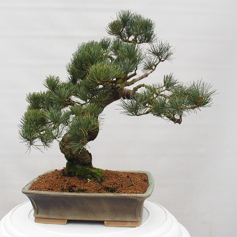 Bonsai voor buiten - Pinus parviflora - Pinus parviflora