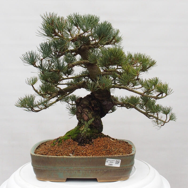 Bonsai voor buiten - Pinus parviflora - Pinus parviflora