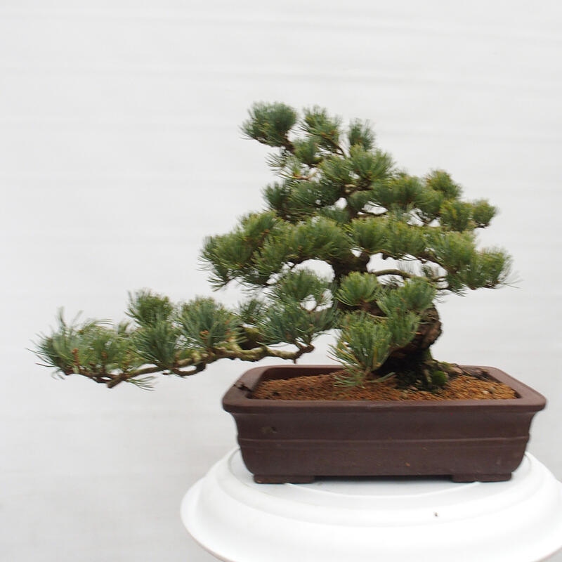 Bonsai voor buiten - Pinus parviflora - Pinus parviflora