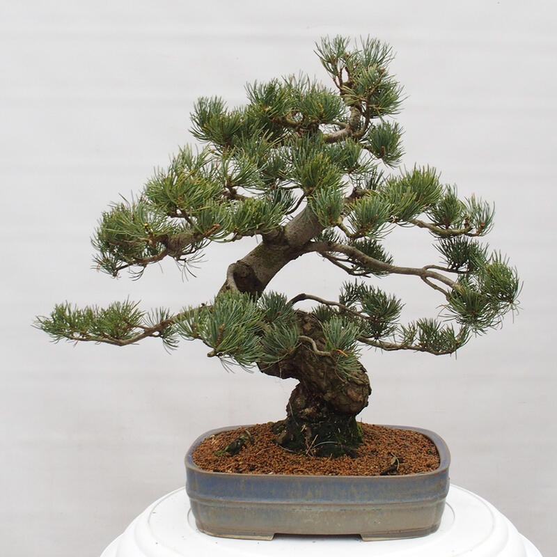Bonsai voor buiten - Pinus parviflora - Pinus parviflora
