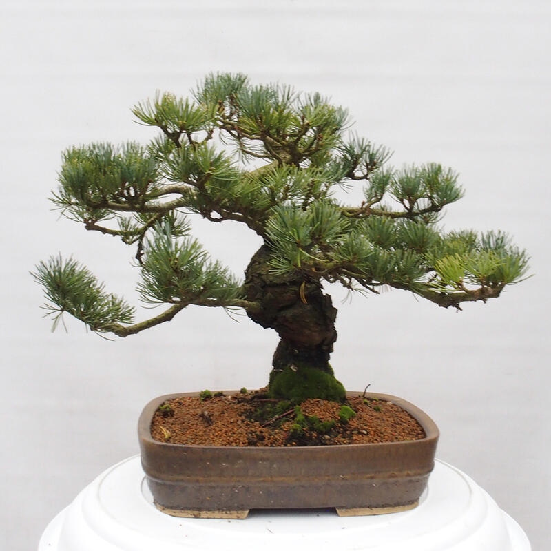 Bonsai voor buiten - Pinus parviflora - Pinus parviflora