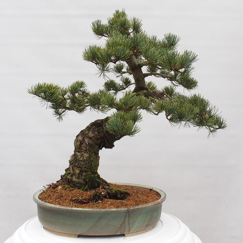 Bonsai voor buiten - Pinus parviflora - Pinus parviflora