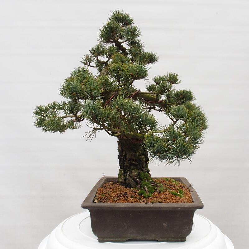 Bonsai voor buiten - Pinus parviflora - Pinus parviflora