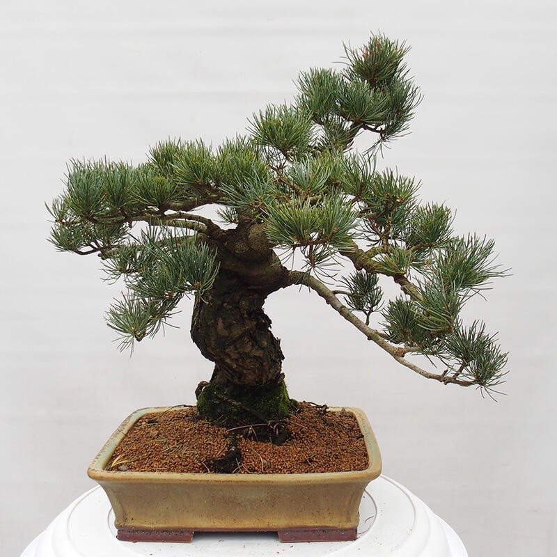 Bonsai voor buiten - Pinus parviflora - Pinus parviflora