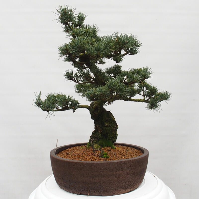 Bonsai voor buiten - Pinus parviflora - Pinus parviflora