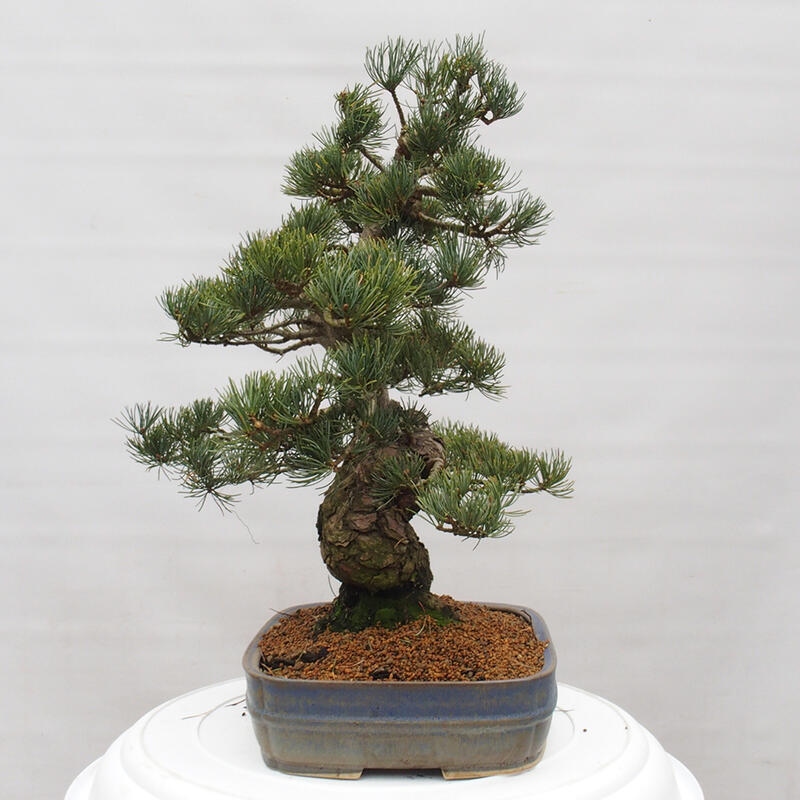 Bonsai voor buiten - Pinus parviflora - Pinus parviflora