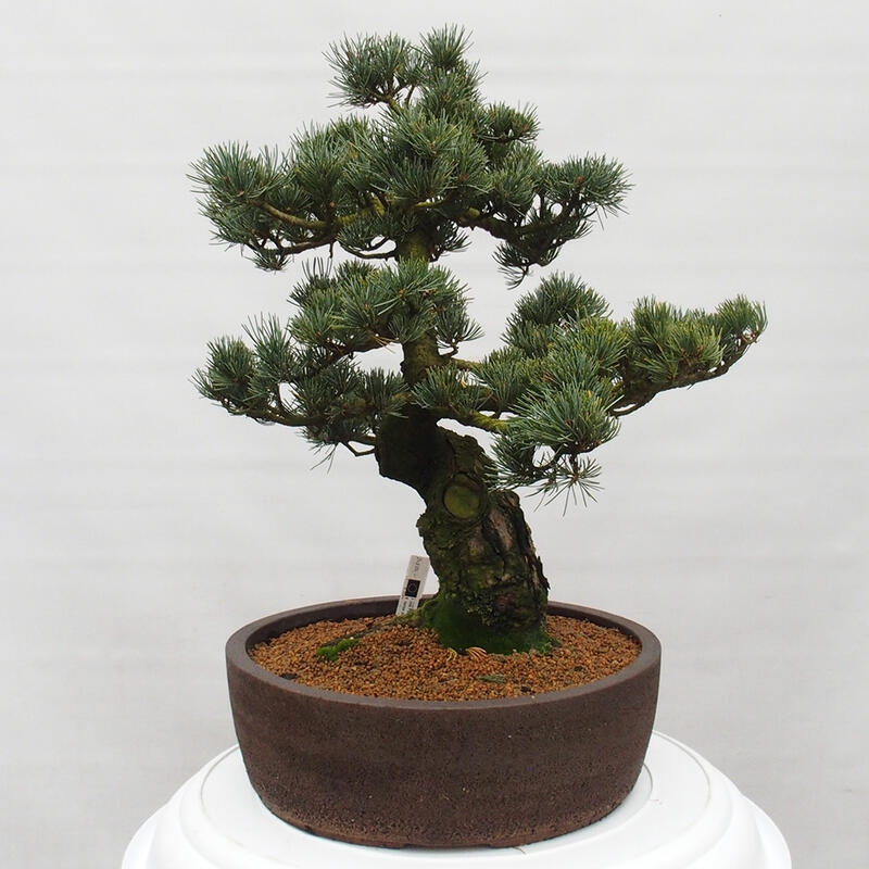 Bonsai voor buiten - Pinus parviflora - Pinus parviflora
