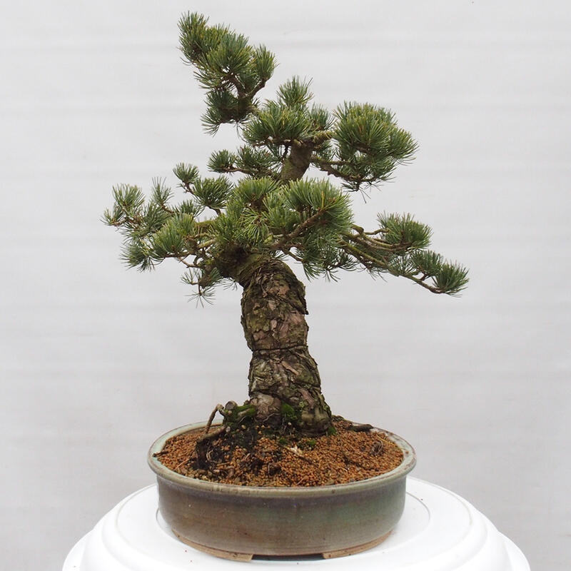 Bonsai voor buiten - Pinus parviflora - Pinus parviflora