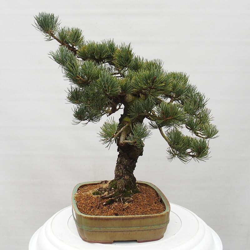 Bonsai voor buiten - Pinus parviflora - Pinus parviflora