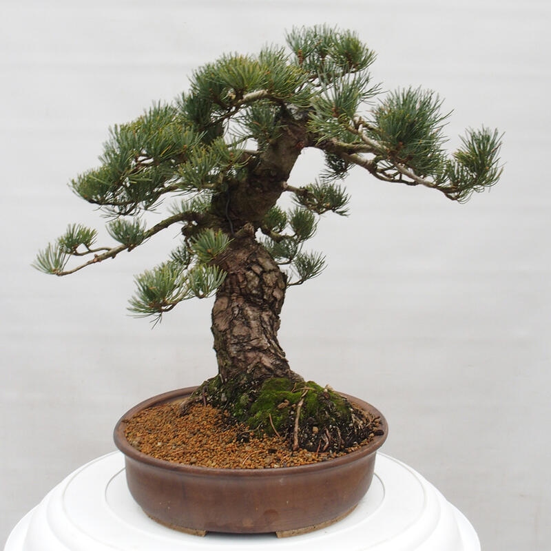 Bonsai voor buiten - Pinus parviflora - Pinus parviflora