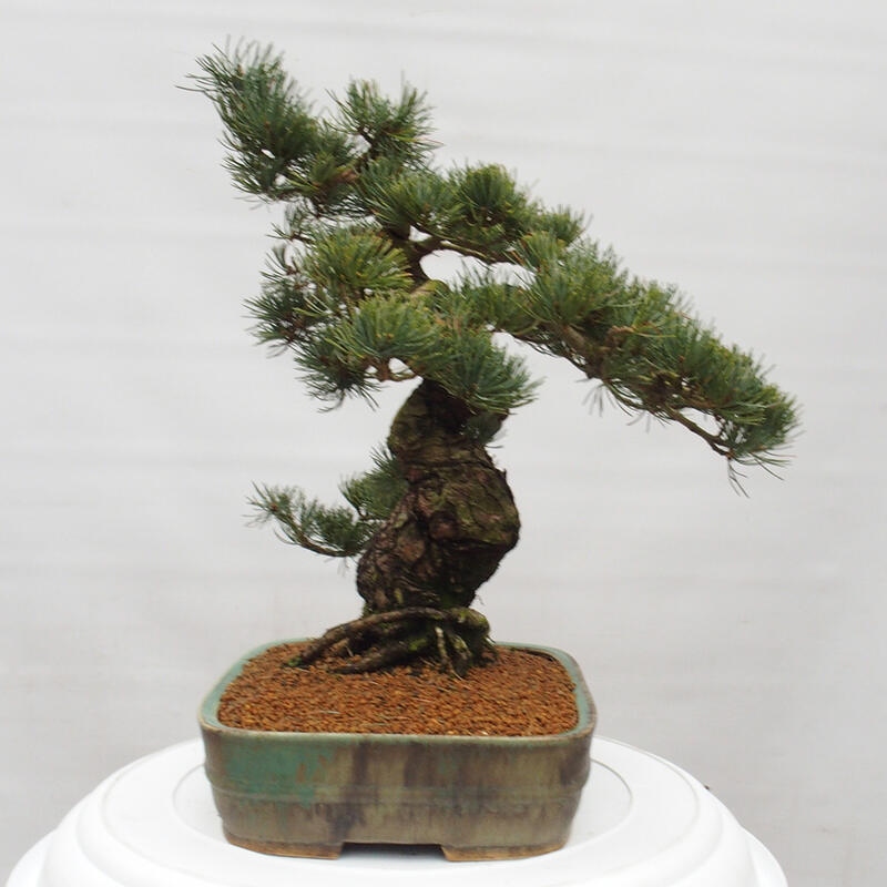 Bonsai voor buiten - Pinus parviflora - Pinus parviflora