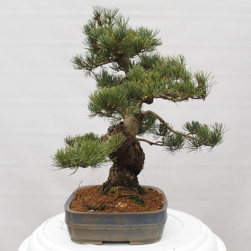 Bonsai voor buiten - Pinus parviflora - Pinus parviflora
