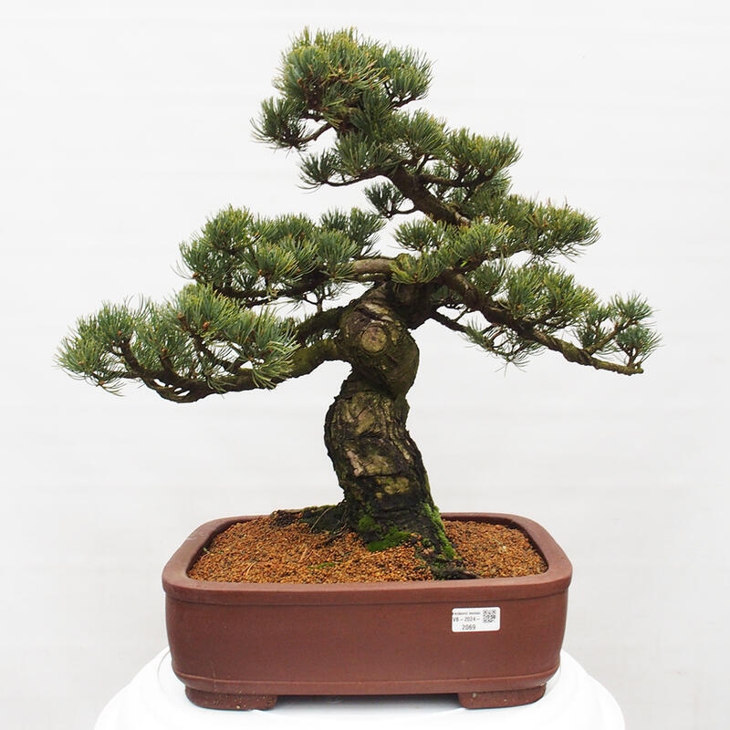 Bonsai voor buiten - Pinus parviflora - Pinus parviflora