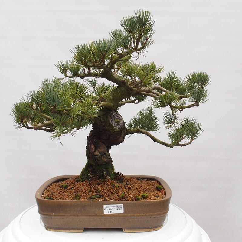 Bonsai voor buiten - Pinus parviflora - Pinus parviflora