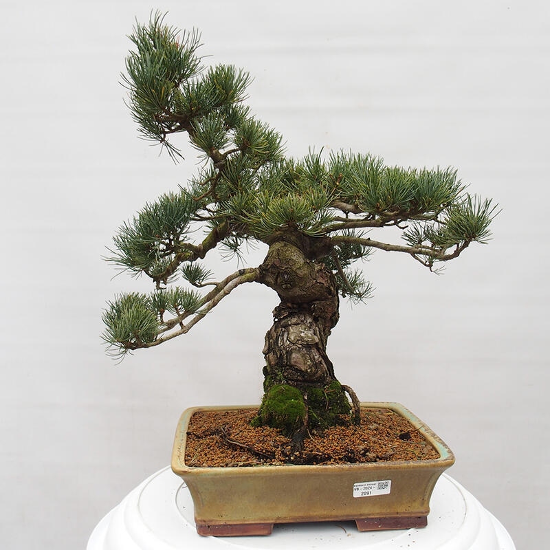 Bonsai voor buiten - Pinus parviflora - Pinus parviflora