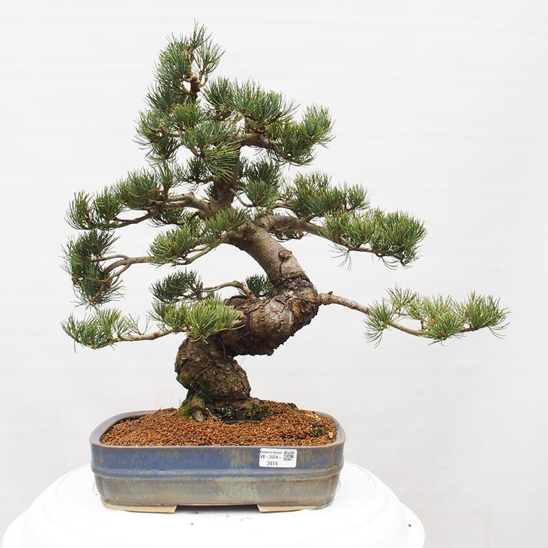Bonsai voor buiten - Pinus parviflora - Pinus parviflora