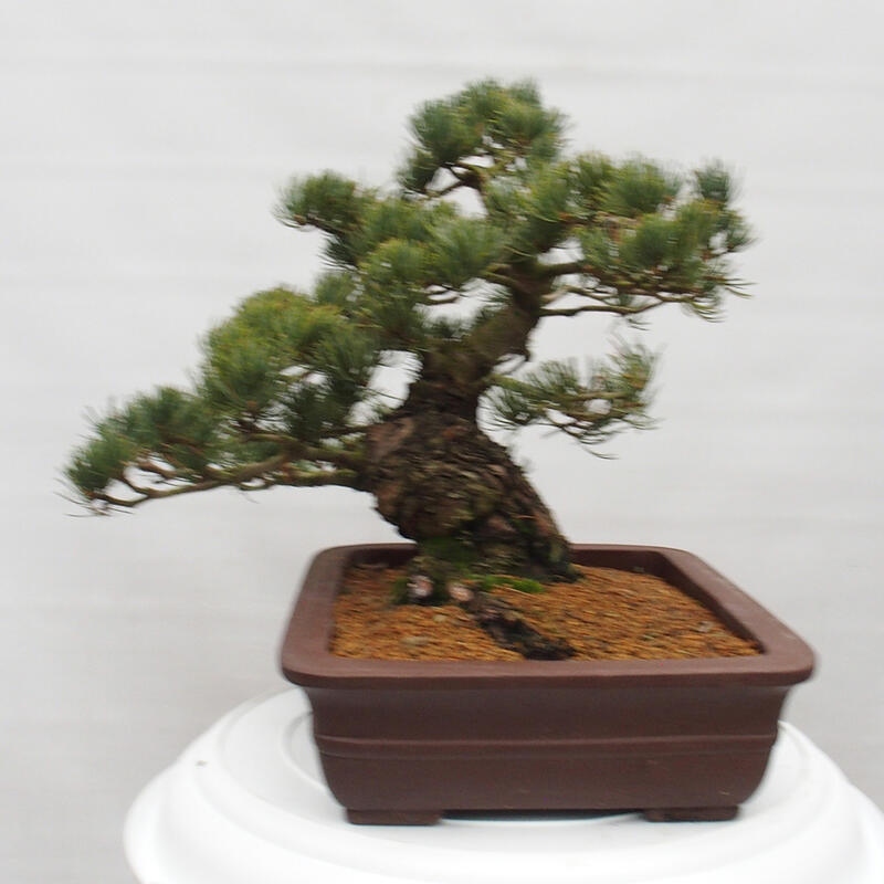 Bonsai voor buiten - Pinus parviflora - Pinus parviflora