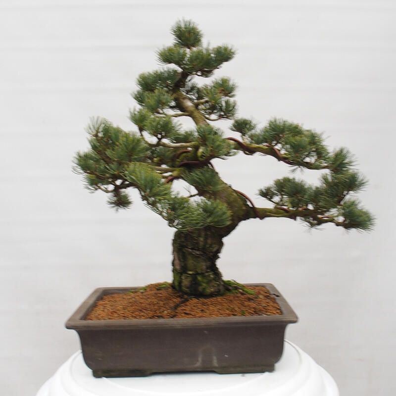 Bonsai voor buiten - Pinus parviflora - Pinus parviflora