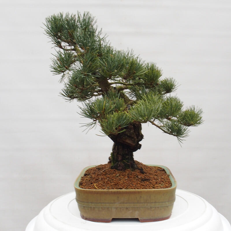Bonsai voor buiten - Pinus parviflora - Pinus parviflora