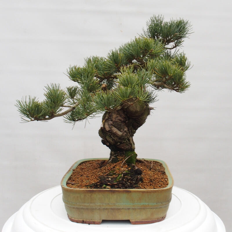 Bonsai voor buiten - Pinus parviflora - Pinus parviflora