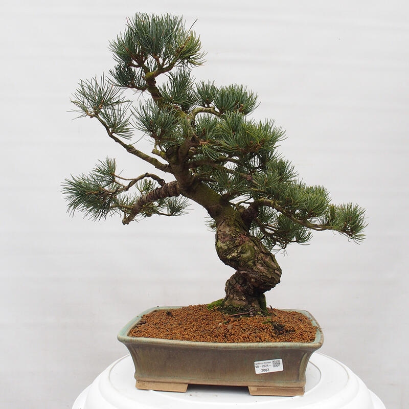 Bonsai voor buiten - Pinus parviflora - Pinus parviflora