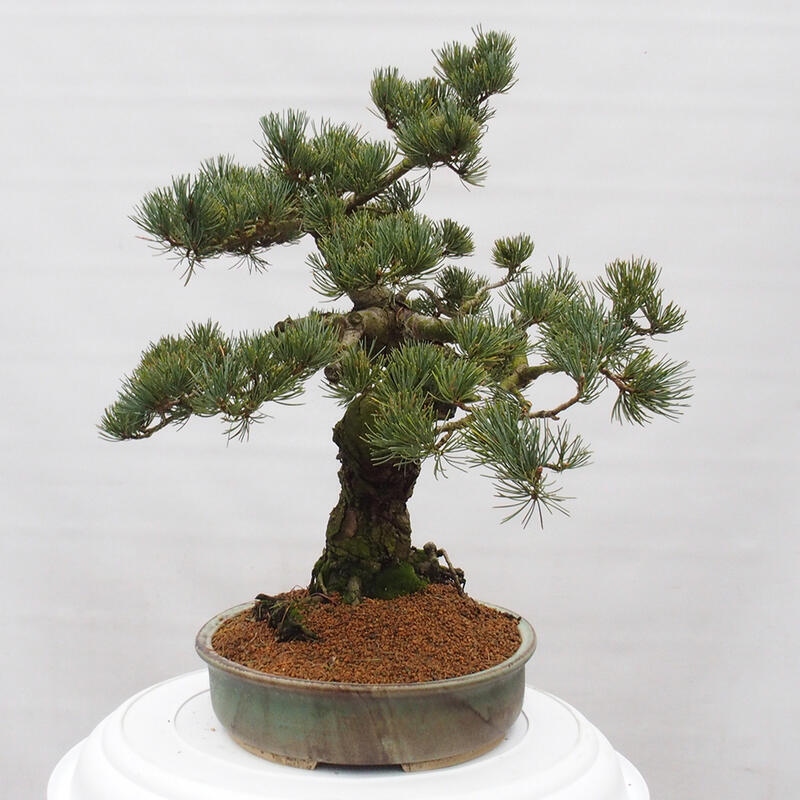 Bonsai voor buiten - Pinus parviflora - Pinus parviflora