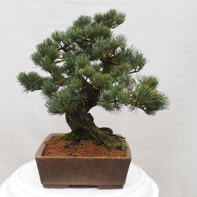 Bonsai voor buiten - Pinus parviflora - Pinus parviflora