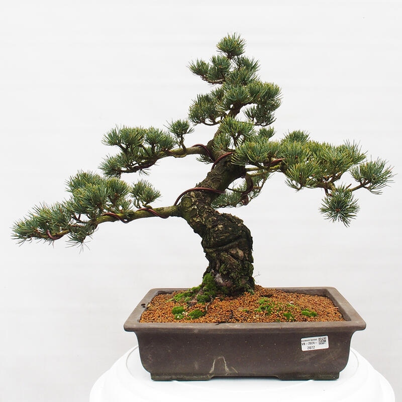 Bonsai voor buiten - Pinus parviflora - Pinus parviflora