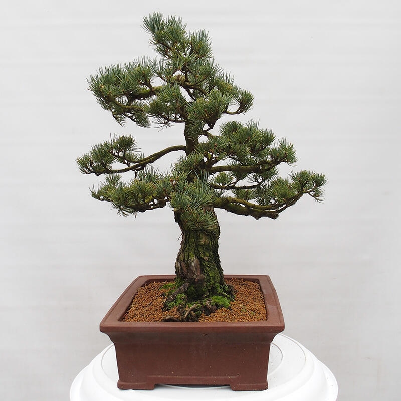 Bonsai voor buiten - Pinus parviflora - Pinus parviflora