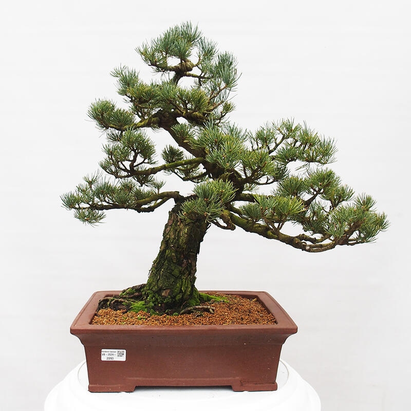Bonsai voor buiten - Pinus parviflora - Pinus parviflora