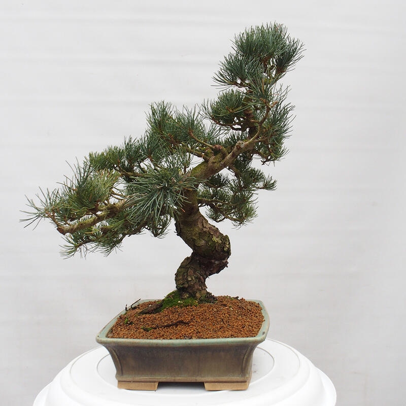 Bonsai voor buiten - Pinus parviflora - Pinus parviflora