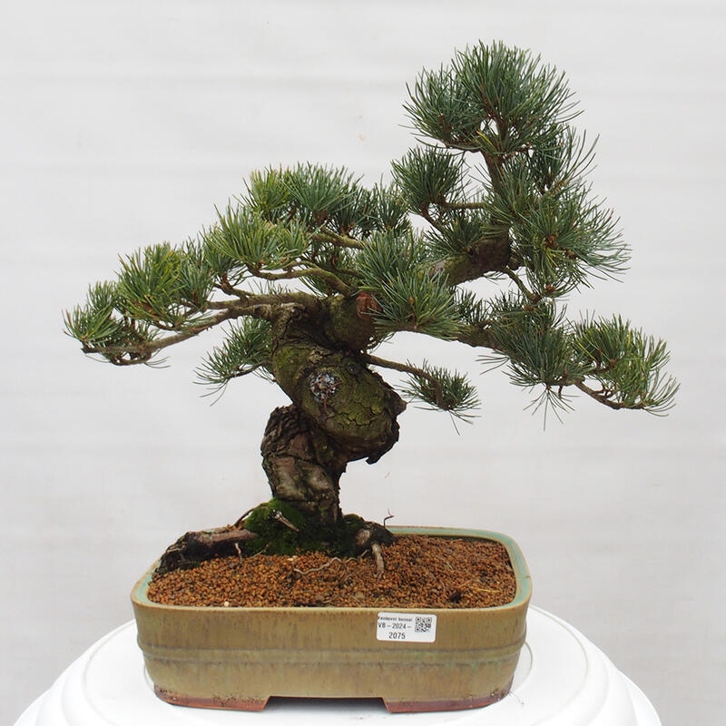 Bonsai voor buiten - Pinus parviflora - Pinus parviflora
