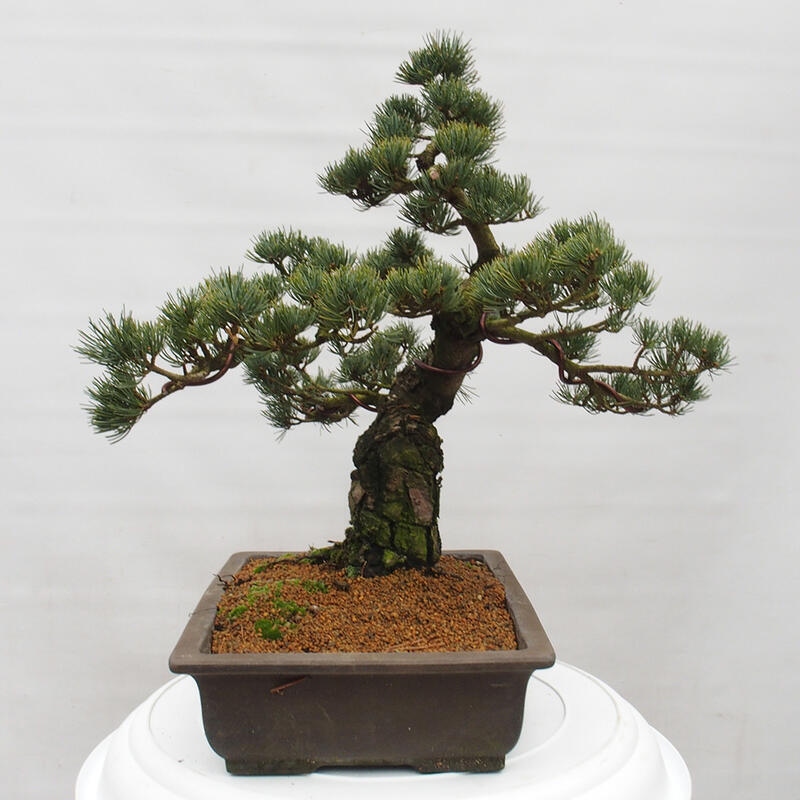 Bonsai voor buiten - Pinus parviflora - Pinus parviflora