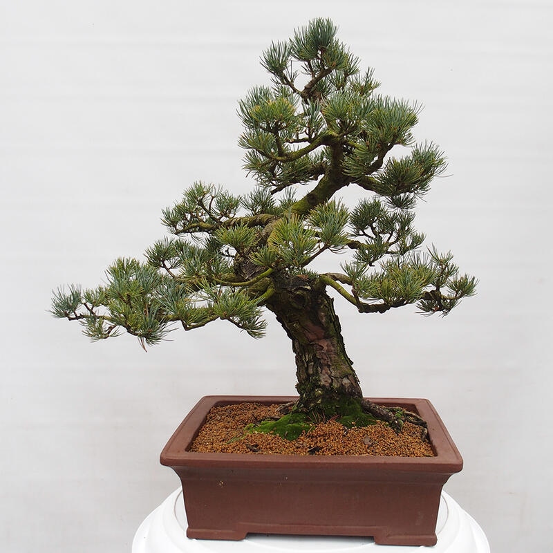 Bonsai voor buiten - Pinus parviflora - Pinus parviflora