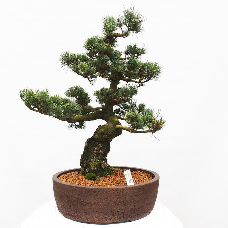 Bonsai voor buiten - Pinus parviflora - Pinus parviflora