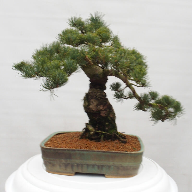Bonsai voor buiten - Pinus parviflora - Pinus parviflora