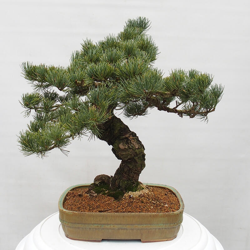 Bonsai voor buiten - Pinus parviflora - Pinus parviflora