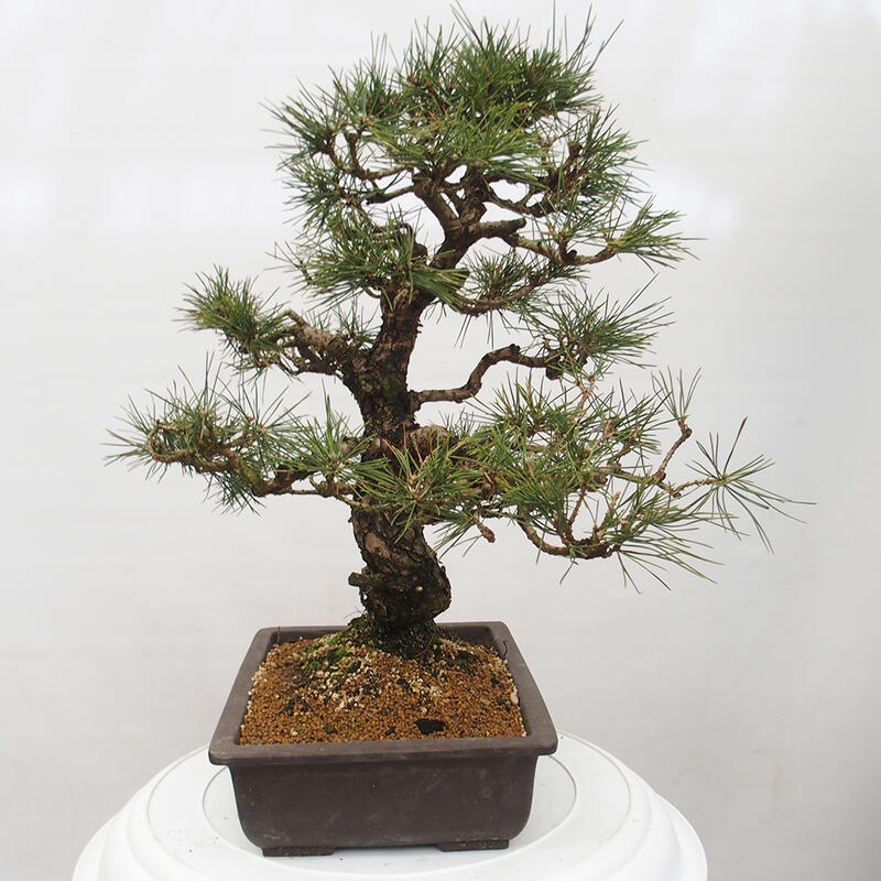 Bonsai voor buiten - Pinus thunbergii - Thunberg den
