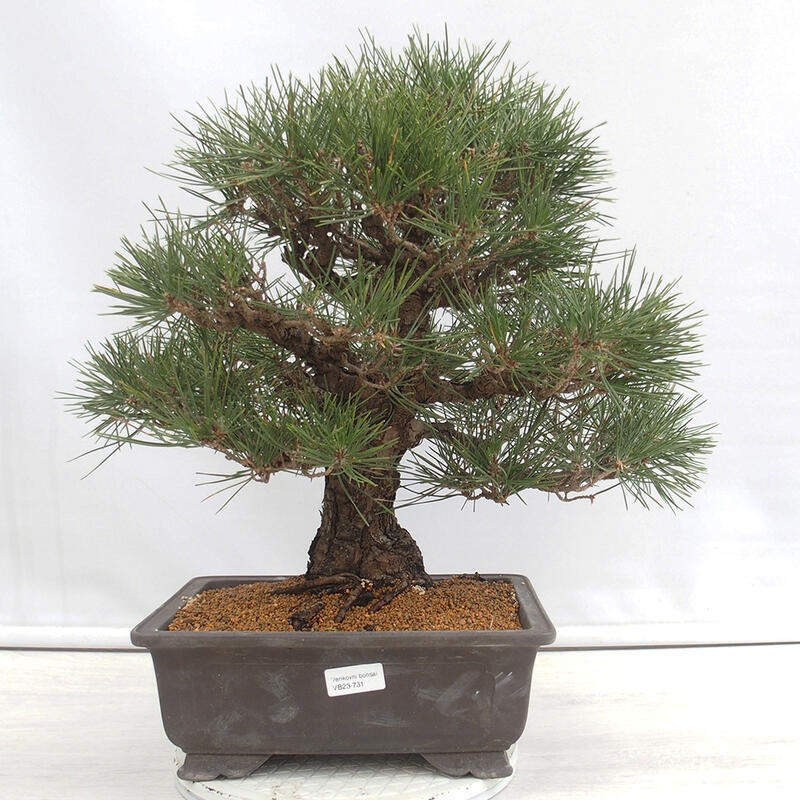 Bonsai voor buiten - Pinus thunbergii - Thunberg den