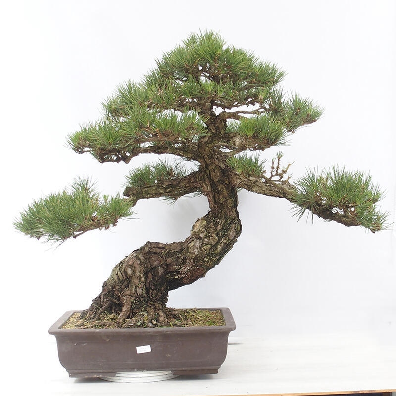 Bonsai voor buiten - Pinus thunbergii - Thunberg den